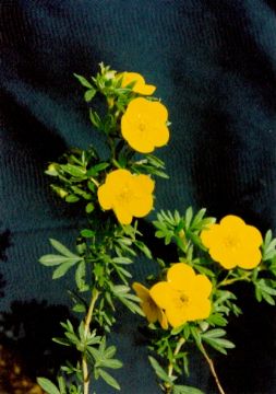 Potentilla Fruticosa Extract  